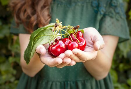 Isolated young woman with big red cherries in her hands. Cherry with leaf and stalk. Cherries with leaves and stalks. One person on the natural green background. Big variety of cherries. Varieties: Frisco, red Giant, 3-13, bloom cherries. Good harvest of juicy ripe cherries.の写真素材