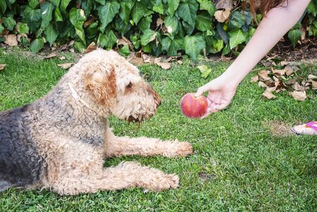 Young woman giving a peach to her dog, an Airdale terrier. He is sitting on the garden grass.の写真素材