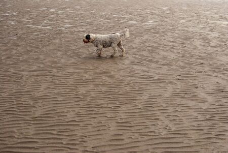 Dog walking and playing on sandy beach leaving footprints in the sand. Cloudy day. Kilbrittain. Killbrittain, Ireland.の写真素材