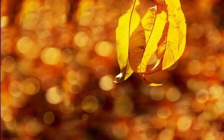 Autumn leaves from peach trees at backlight. Close-up of colorful leaves. Free space. Warm colors, colours in a sunny day.の写真素材