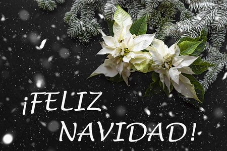 White poinsettia flower with fir tree on dark background with snow. Elegant postcard. Christmas greetings card. Christmastime. "Feliz Navidad"の写真素材