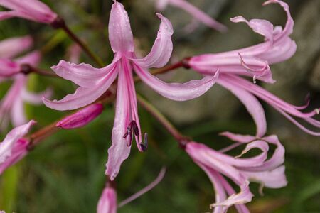 Nerine Bowdenii glowers in pink. Large group of flowers. Amaryllidaceae family. Pink floers and hebaceous green foliage.の写真素材