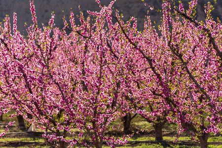 View of pink peach trees in bloom. White and pink delicate flowers. Pink and fresh tones on a natural background. Torres de Segre and Alcarras landscape.の写真素材