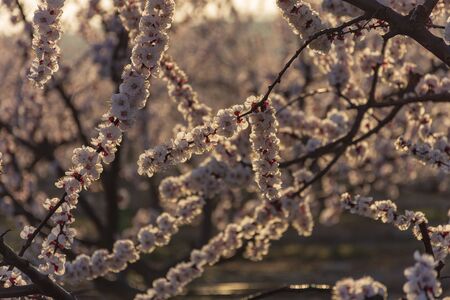 Branch of white peach tree in bloom. White and pink delicate flowers. Pink and fresh tones on a natural background. Aitona. Landscape. Close upの写真素材