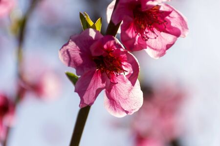 View of pink peach trees in bloom. White and pink delicate flowers. Pink and fresh tones on a natural background. Torres de Segre and Alcarras landscape.の写真素材