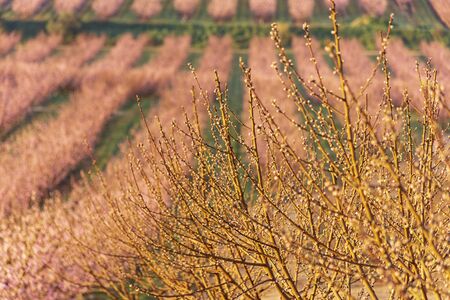 View of pink peach trees in bloom. White and pink delicate flowers. Pink and fresh tones on a natural background. Aitona. Landscape. Close upの写真素材