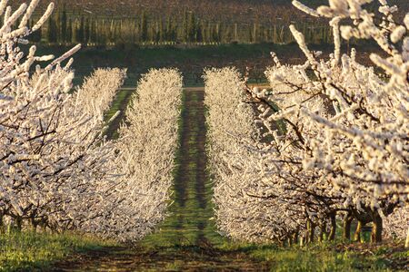 View of white peach tree in bloom. White and pink delicate flowers. Pink and fresh tones on a natural background. Aitona. Landscape. Close upの写真素材