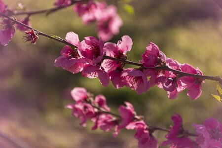 View of pink peach trees in bloom. White and pink delicate flowers. Pink and fresh tones on a natural background. Torres de Segre and Alcarras landscape.の写真素材