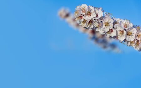 Branch of white peach tree in bloom. White and pink delicate flowers. Pink and fresh tones on a natural background. Aitona. Landscape. Close upの写真素材