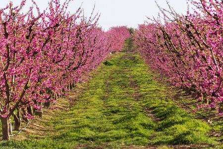 View of pink peach trees in bloom. White and pink delicate flowers. Pink and fresh tones on a natural background. Torres de Segre and Alcarras landscape.の写真素材
