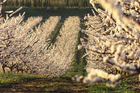 View of white peach tree in bloom. White and pink delicate flowers. Pink and fresh tones on a...