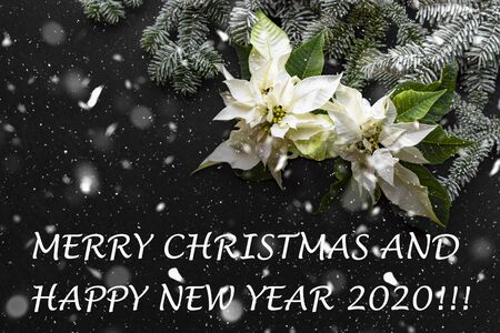Poinsettia flower with fir tree and snow on dark background. Greetings Christmas card. and new year 2020 . "Merry Christmas and Happy new year 2020"の写真素材