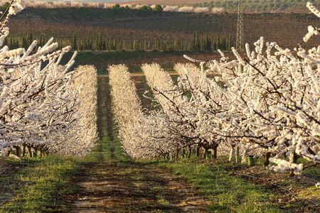 View of white peach tree in bloom. White and pink delicate flowers. Pink and fresh tones on a natural background. Aitona. Landscape. Close upの写真素材
