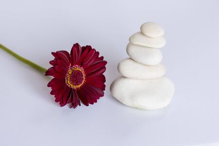 White stone in balance on white background with a red red gerbera daisy, flower, . Meditation, peace, balanced, equilibrium. relaxing image. Yogaの写真素材