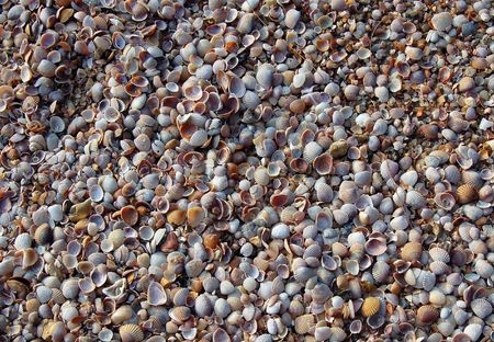 Seashell background