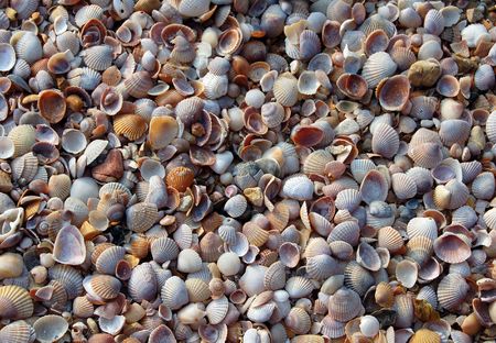 Seashell background closeup