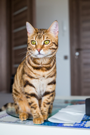 Funny beautiful Bengal cat in a room at homeの写真素材