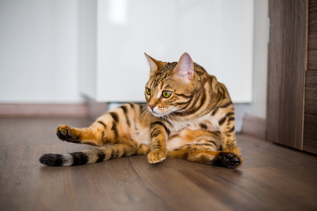 Funny beautiful Bengal cat in a room at home