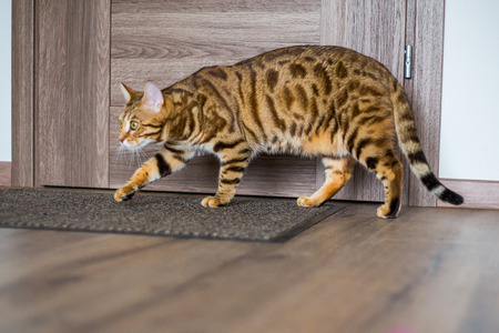 Funny beautiful Bengal cat in a room at home
