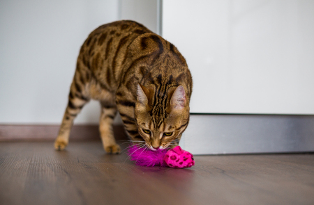 Beautiful bengal cat playing with a toyの写真素材