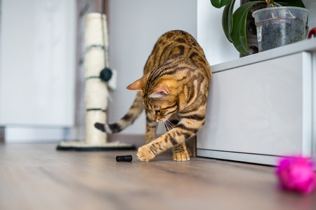 Funny beautiful cute bengal cat playing on the floor with a toyの写真素材