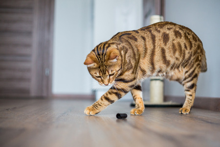 Funny beautiful cute bengal cat playing on the floor with a toyの写真素材