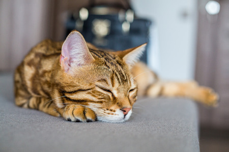 Cute bengal cat sleeping on the couchの写真素材