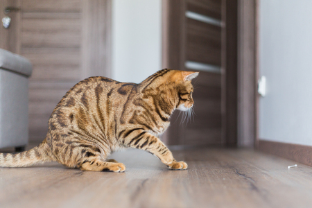 Comely bengal cat playing with cotton swab in the houseの写真素材