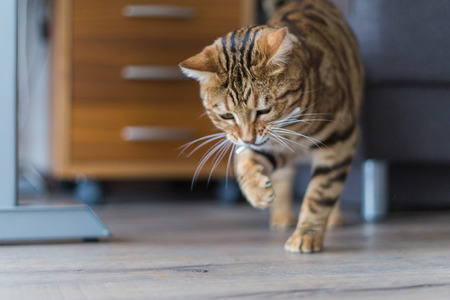 Funny beautiful Bengal cat playing in a room at homeの写真素材
