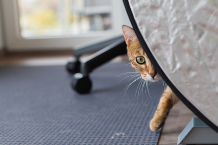Funny beautiful bengal cat playing in the house hiding behind the flash cover. Very curious kitten.の写真素材