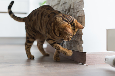 Comely bengal cat playing with cotton swab in the houseの写真素材