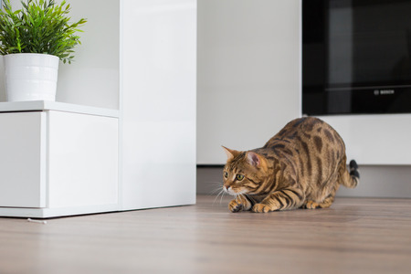 Funny beautiful Bengal cat playing in a room at homeの写真素材