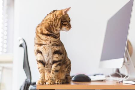 Bengal cat sitting on the messed work desk in the officeの写真素材