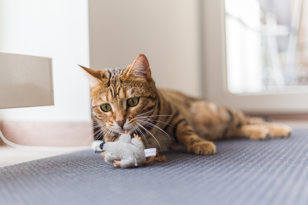 Beautiful bengal cat playing with mouse toy in the houseの写真素材