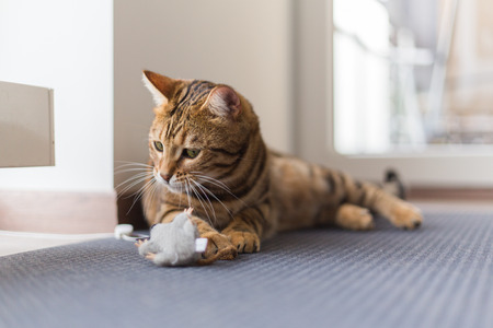Beautiful bengal cat playing with mouse toy in the houseの写真素材