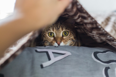 Beautiful bengal cat playing under the blanket
