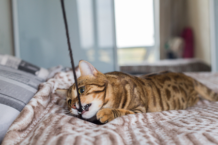 Young bengal cat playing on the bed in the house with a stickの写真素材