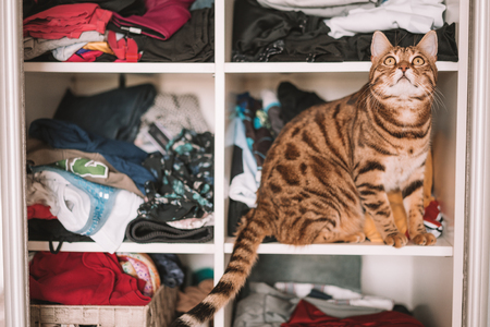 Cute bengal funny cat playing at homeの写真素材