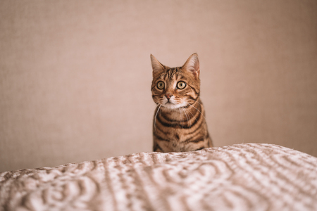 Cute bengal funny cat playing at homeの写真素材