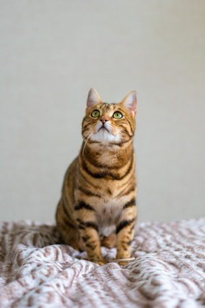 Cute bengal funny cat playing at homeの写真素材