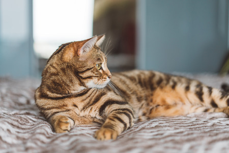Beautiful bengal cat lying on the bedの写真素材