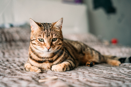 Cute bengal funny cat playing at homeの写真素材