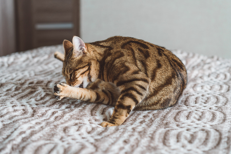 Beautiful crazy bengal cat playing in the house washing or eating his leg. Crazy funny cat face.の写真素材