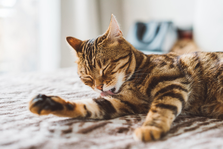 Beautiful crazy bengal cat playing in the house washing or eating his leg. Crazy funny cat face.の写真素材