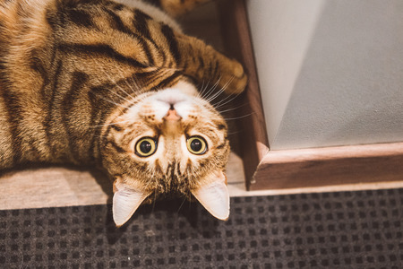 Funny beautiful Bengal cat in a room at homeの写真素材