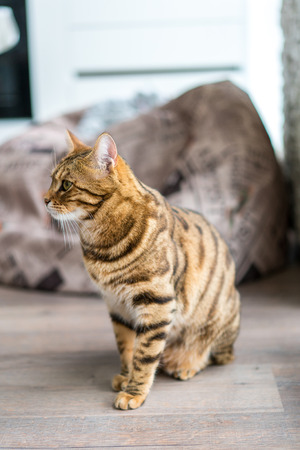 Cute bengal funny cat playing at homeの写真素材