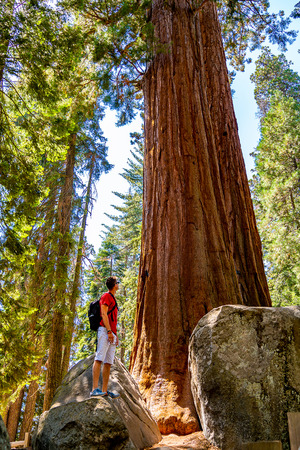 Young man standing by the huge sequoia tree in the Sequoia National Park. Tiny human comparing to an enormous tree.の写真素材