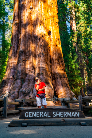 Young man standing by the huge sequoia tree in the Sequoia National Park. Tiny human comparing to an enormous tree.の写真素材