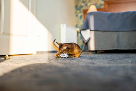 Cute Abyssinian cat playing with a toy in a hotel room.の写真素材