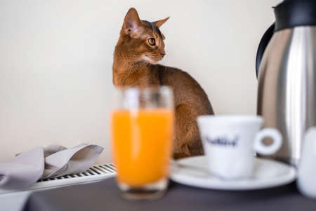 Cute Abyssiniancat at the breakfast table.の写真素材